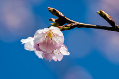 DSC08381-安行桜-8