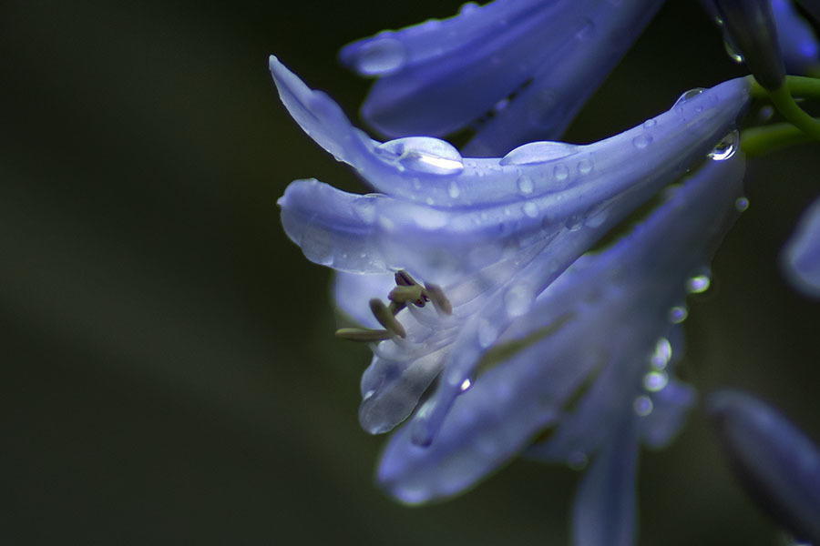 DSC01476 水濡れの花