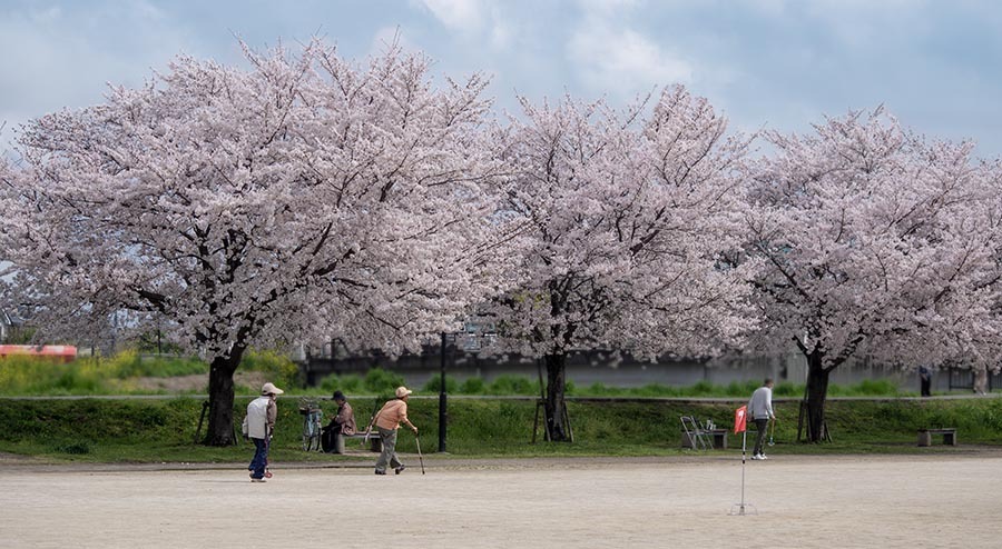 DSC00539. 桜の下で競技中