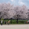 DSC00539. 桜の下で競技中
