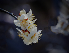 DSC05882 2021.02.11.現像