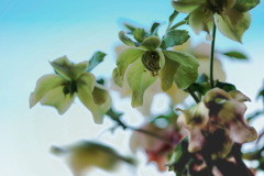 DSC06099 空に咲く