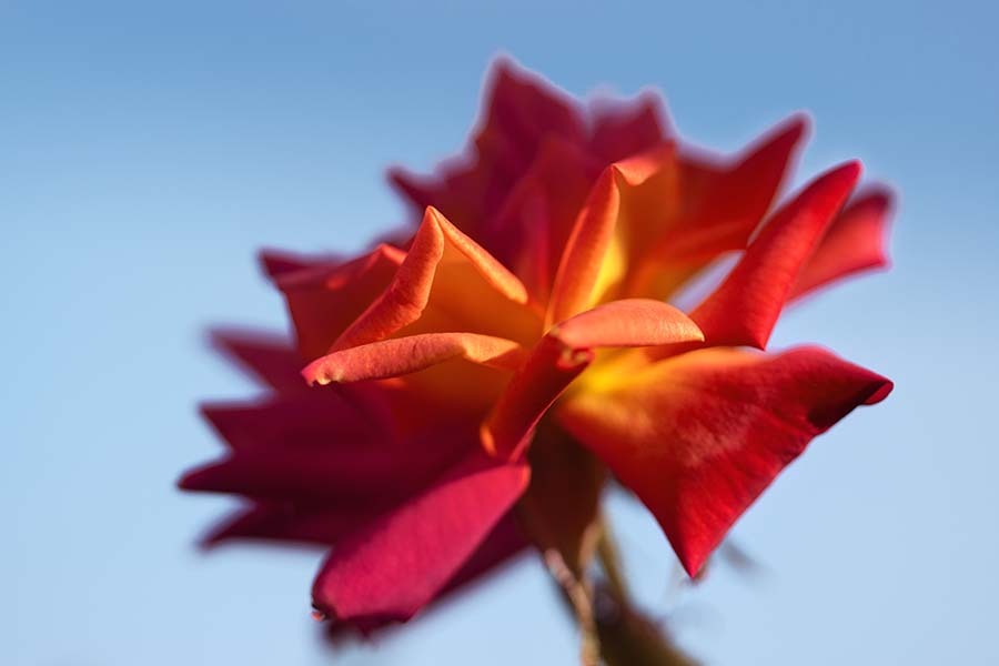 DSC02739. 青空と薔薇