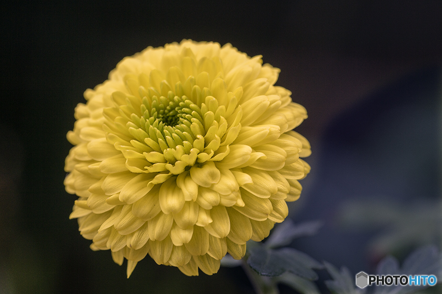 DSC051546lオリバーティエラ