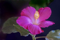 DSC06756.  冬のハイビスカス