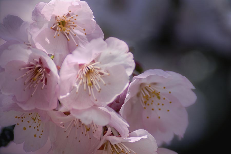 DSC00326. 宴を尽くせ河津桜