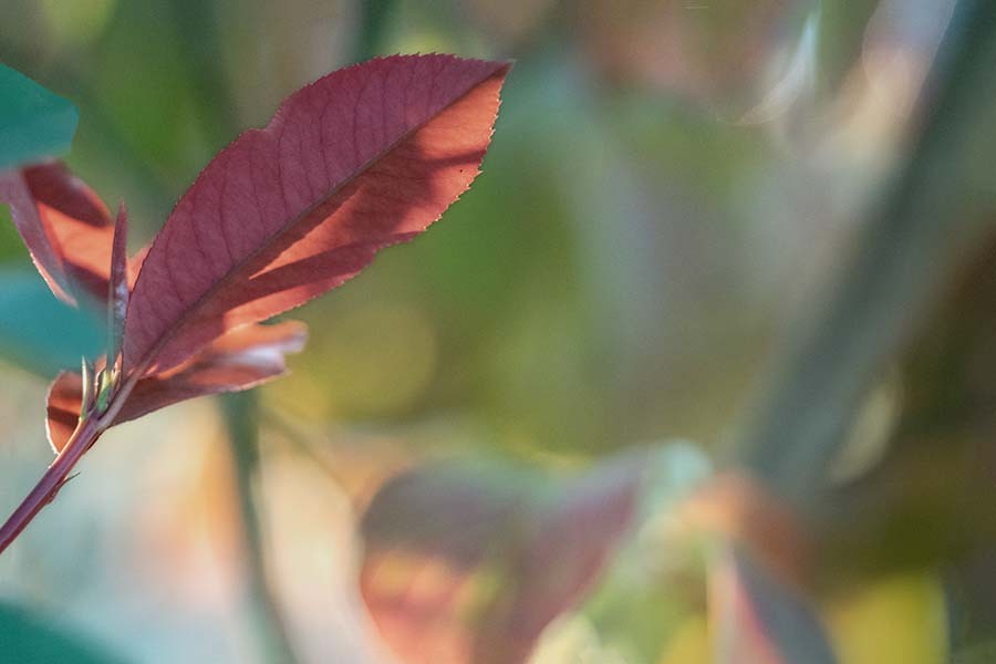 DSC03327. 木陰の綾