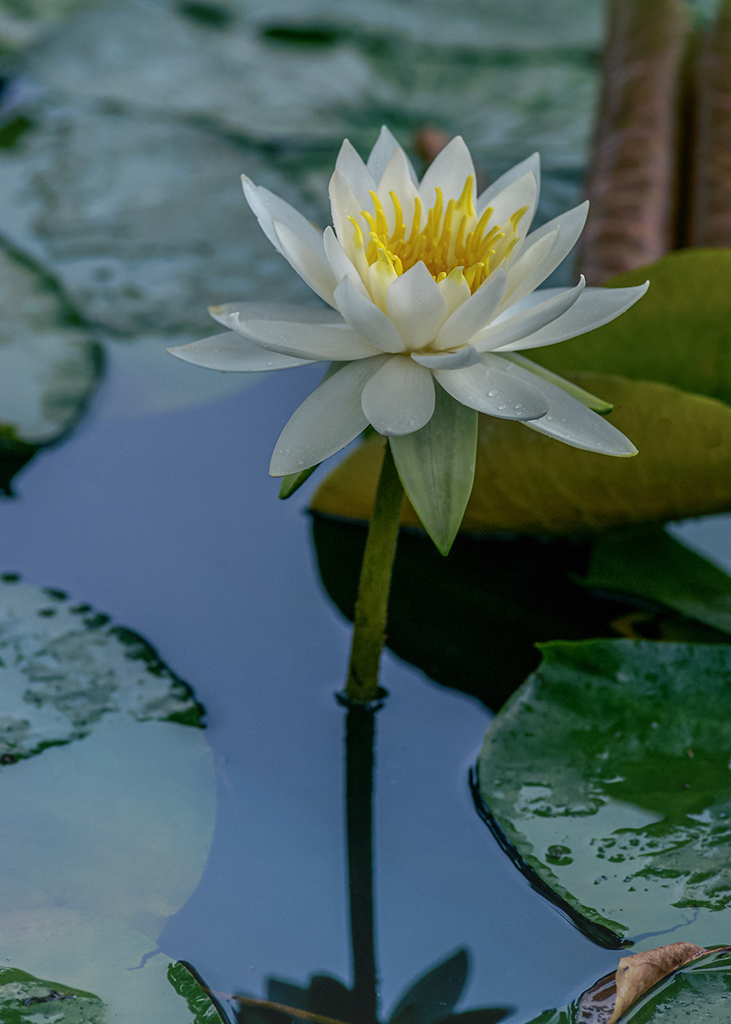 DSC00353  水鏡と睡蓮 