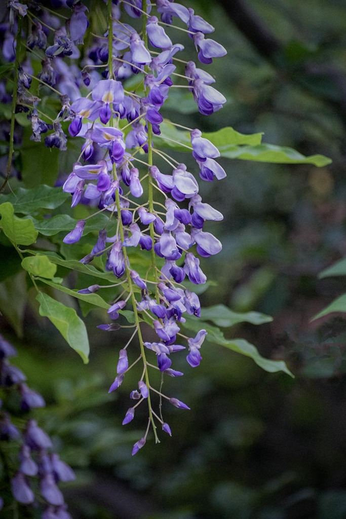 DSC00585. 庭の藤の花