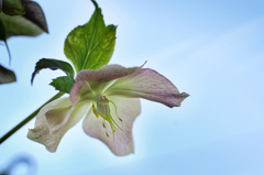 DSC05549   Christmas Rose on the sky.