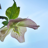 DSC05549   Christmas Rose on the sky.