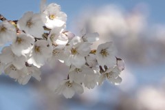 DSC01028. 追憶  白い桜