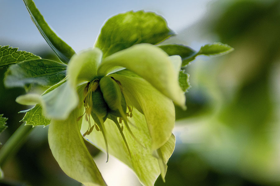 DSC06124 初夏の空に咲く