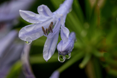 DSC09066. 雨の祝福