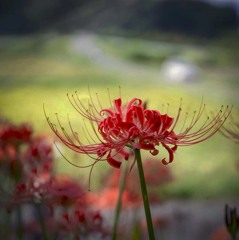 DSC05539.彼岸花野に羽ばたきそう