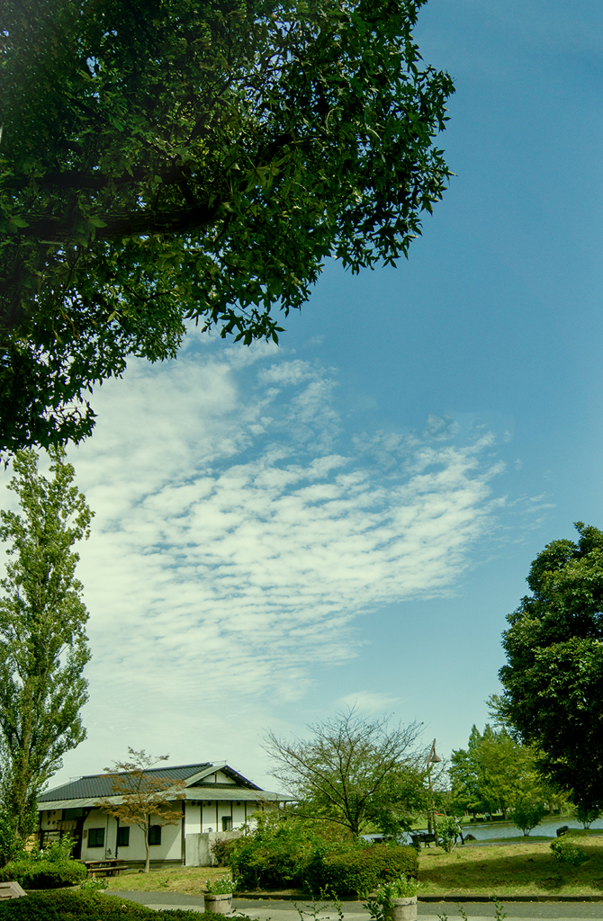 DSC02795  公園のイワシ雲