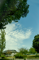 DSC02795  公園のイワシ雲
