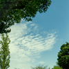 DSC02795  公園のイワシ雲