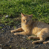 DSC08276  猫ちゃん