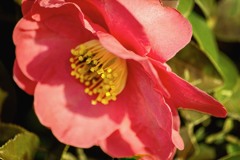 DSC09919. 日溜まりの山茶花