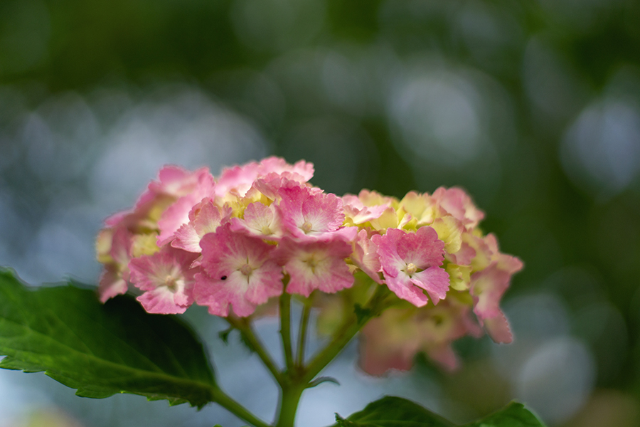 DSC06101. 木陰にて