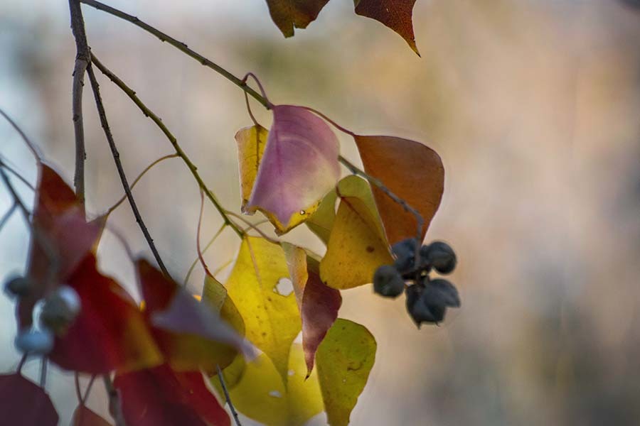 DSC00557  初冬の朝