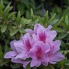 DSC00604. ツツジ