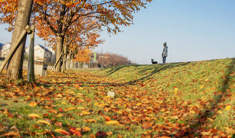 晩秋の土手もよう　DSC00867