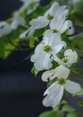 DSC02274 朝の白いハナミズキ