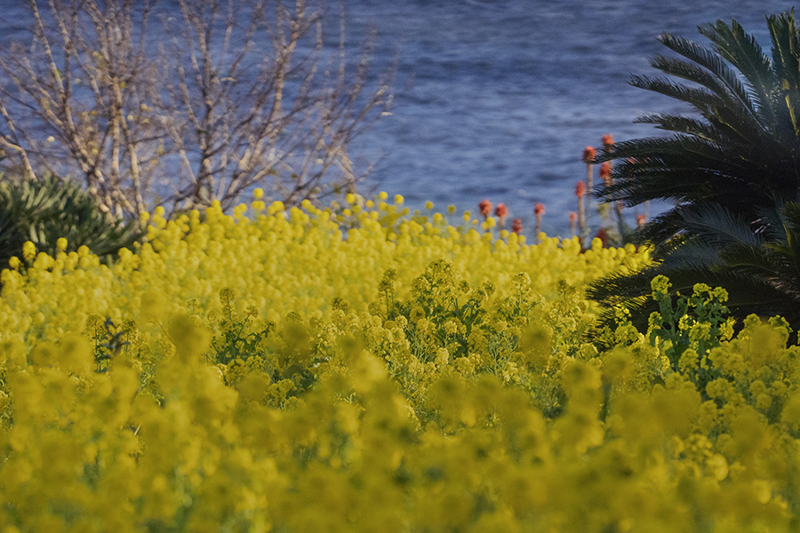 DSC06123 早春の海と菜の花