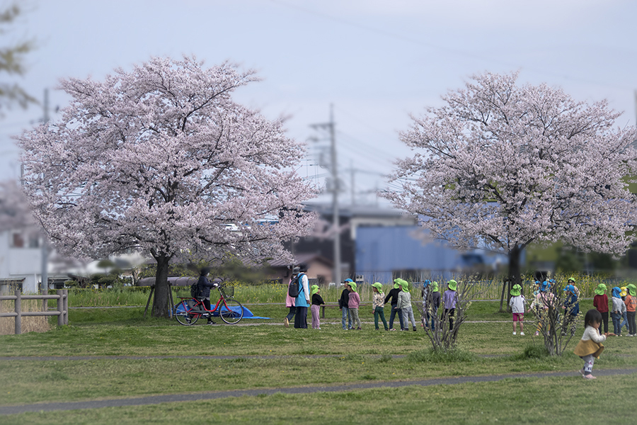 DSC05422. 公園春もよう