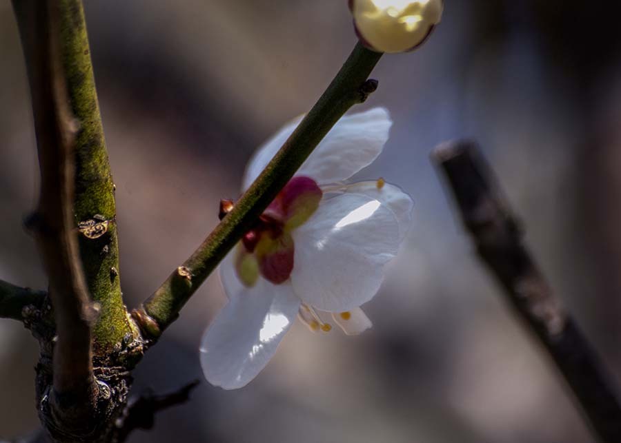 DSC07580. 見返り美人-2