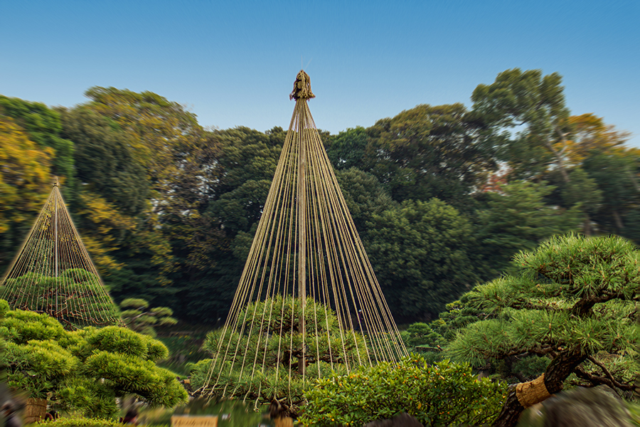 DSC04601 庭園も冬支度