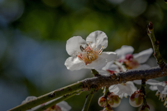 DSC03671  Deput