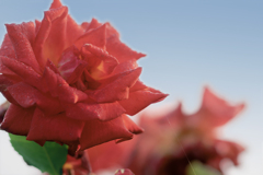 DSC06553  薔薇と青空