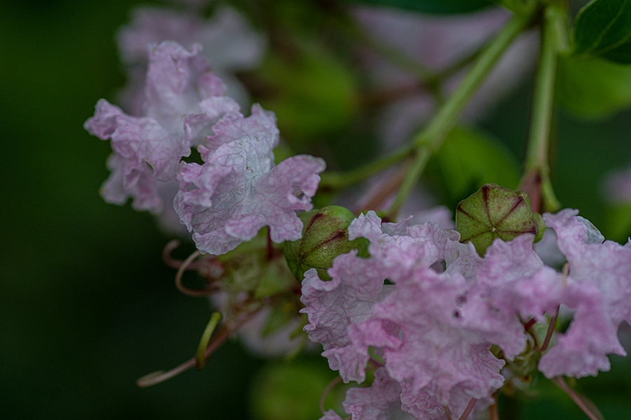 DSC04459. 斑色の百日紅