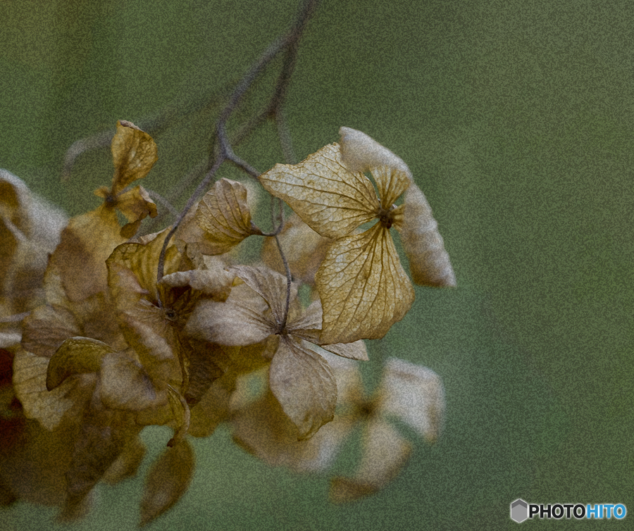 DSC03314. 冬紫陽花-3　jpg
