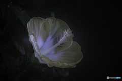 DSC09131-2-HDR クリーム色のハイビスカス