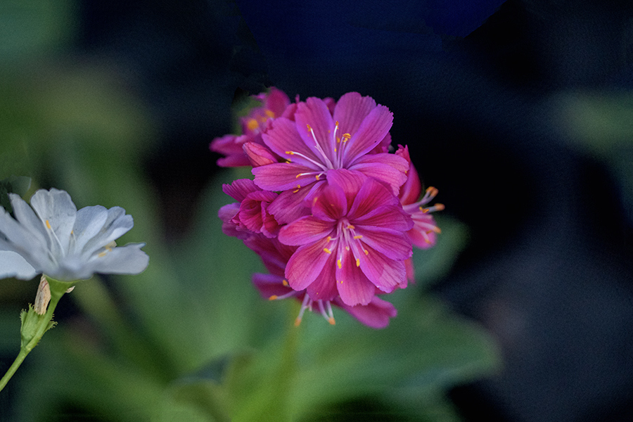 DSC06148. レウイシア