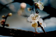 枝の春　DSC02570