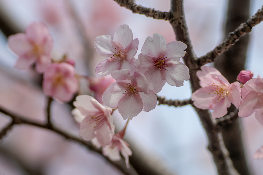 DSC08038. 花陰