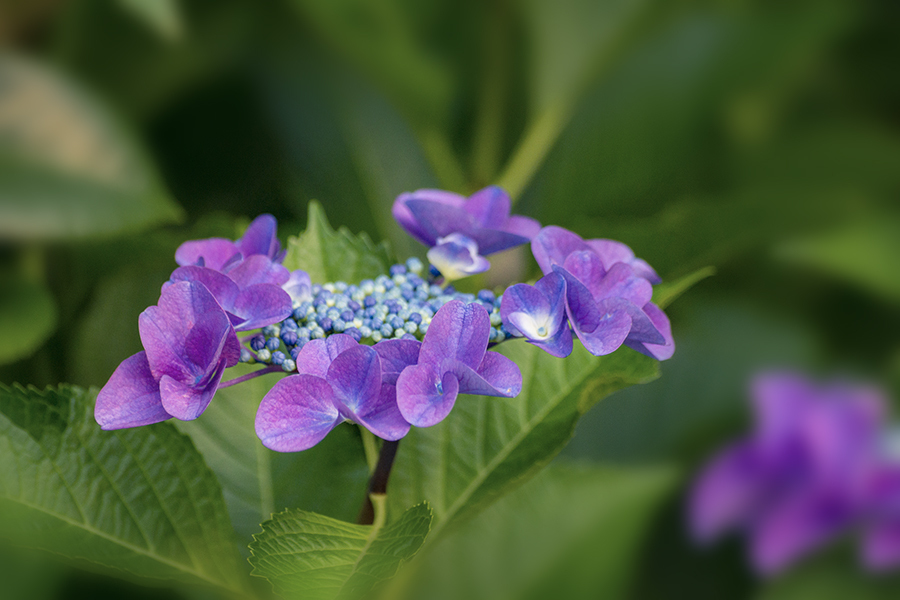 DSC06255. 梅雨入り前の紫陽花