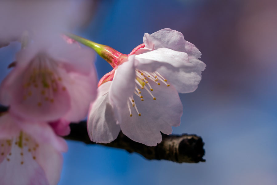 DSC08613-安行桜-16