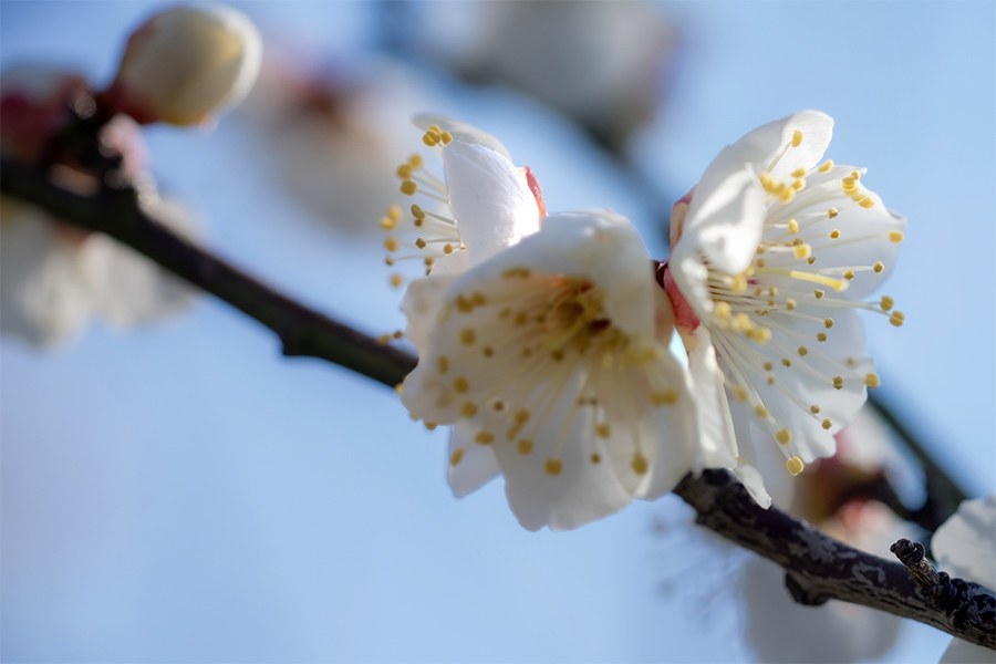 DSC09694. 一隅で華やぐ.
