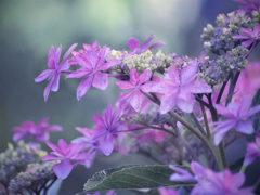 DSC00665 明るい紫陽花 