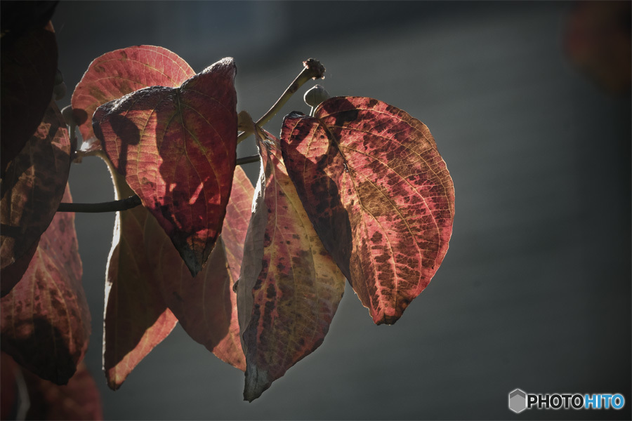 DSC01450 ハナミズキ秋も彩る