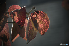 DSC01450 ハナミズキ秋も彩る