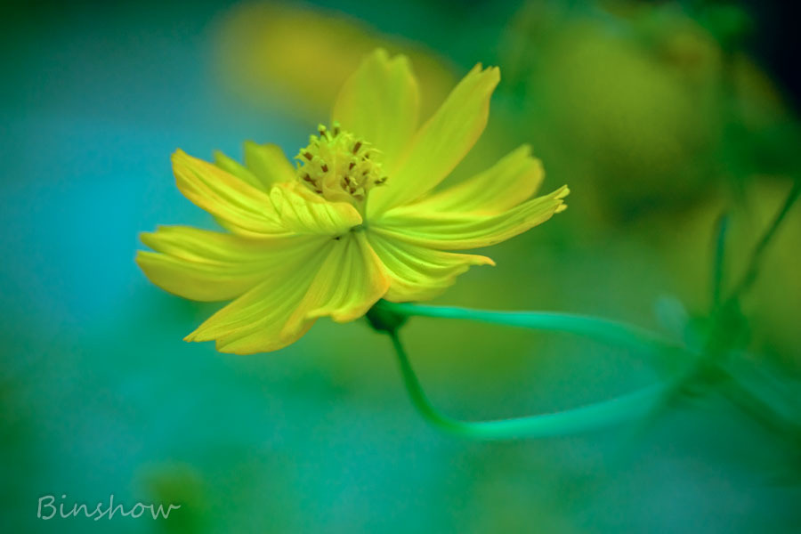 DSC02078-コスモス-1