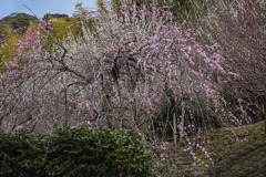 DSC04136-1 梅林の梅