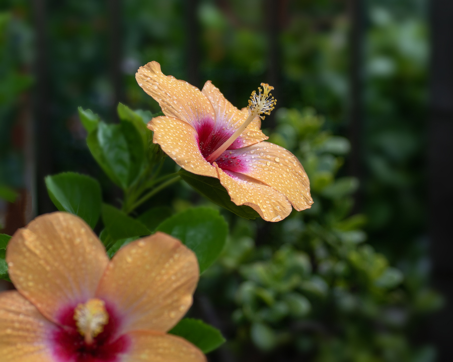 DSC07816. 夏に咲く